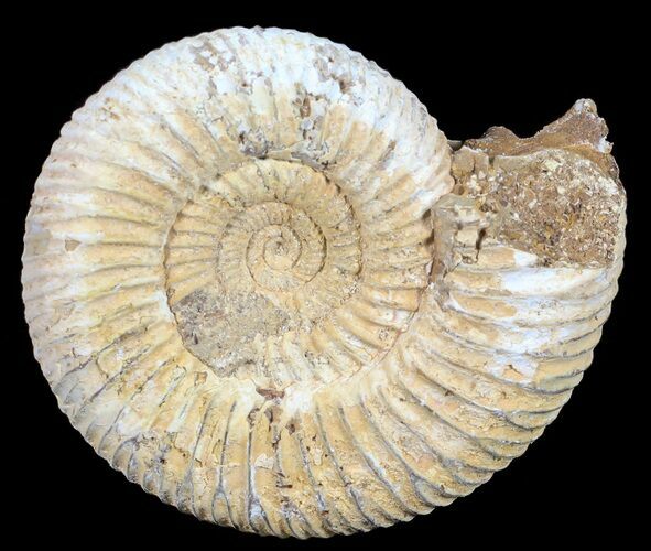 Perisphinctes Ammonite - Jurassic #54215